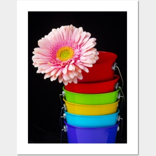 Pink Daisy In Colorful Buckets Posters and Art